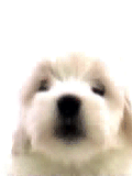 dog licking screen