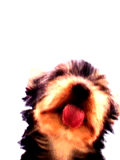 dog licking screen