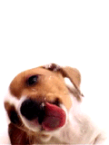 dog licking screen