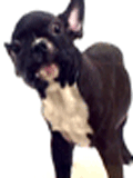 dog licking screen