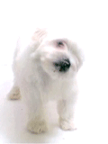 dog licking screen