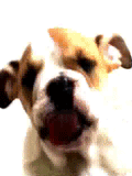 dog licking screen