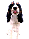 dog licking screen