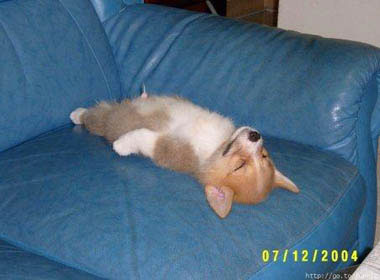 sleeping dog