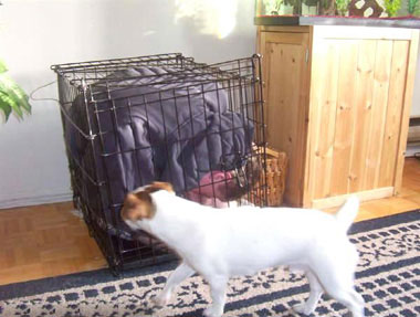 man in cage