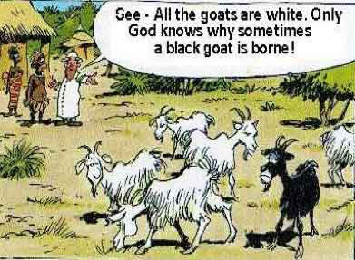All the goats are white. Only god knows why sometimes a black goat is borne